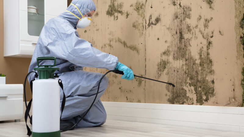 Mold Remediation Everything You Should Know About Mold