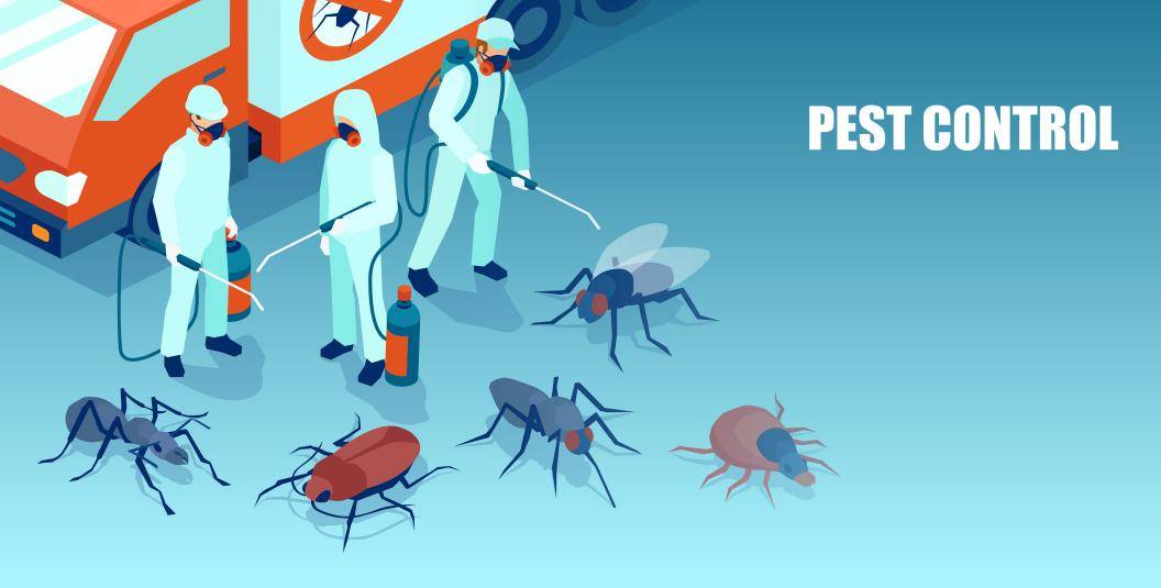 Professional Pest Control Services: When to Call for Help
